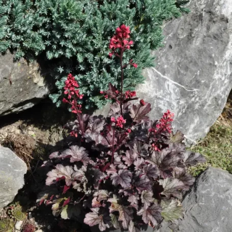Purpurglöckchen - Heuchera x brizoides