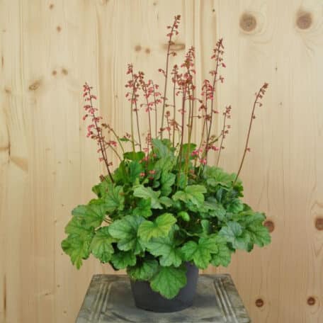 Pervenche pourpre - Heuchera - 2 pièces