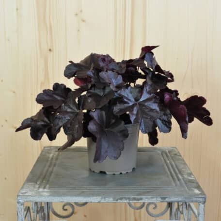 Ein herbstblühendes Purpurglöckchen - 4 Stück