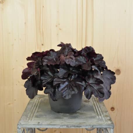 Purpurglöckchen - Heuchera - 2 Stück