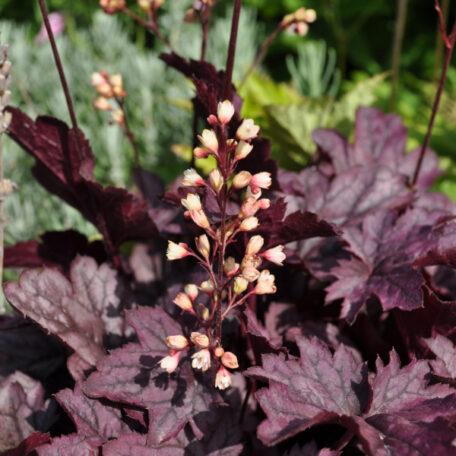 Clochette pourpre - Heuchera x brizoides - 2 pièces