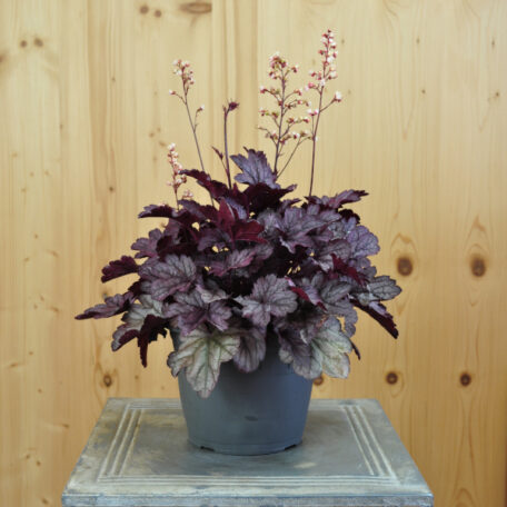 Clochette pourpre - Heuchera x brizoides - 2 pièces