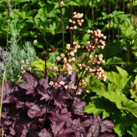 Purpurglöckchen - Heuchera x brizoides