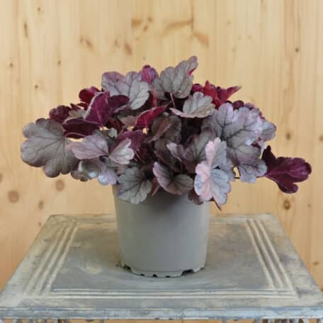 Pervenche pourpre - Heuchera - 4 pièces