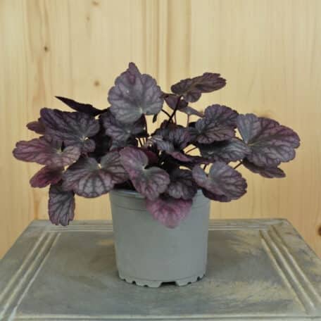 Une pervenche à floraison automnale - Heuchera Silver Lord - 6 pièces