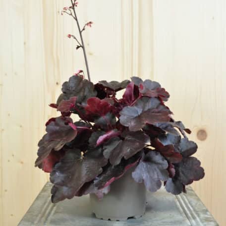 Pervenche pourpre - Heuchera - 4 pièces