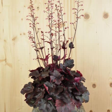 Purpurglöckchen - Heuchera x brizoides - Starry Night - 2 Stück