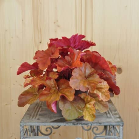Pervenche pourpre - Heuchera - 4 pièces