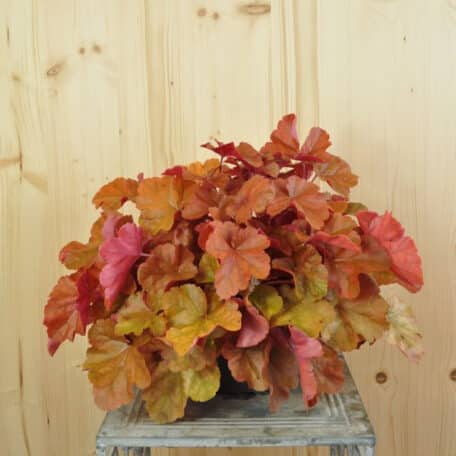 Purpurglöckchen - Heuchera x brizoides - 2 Stück