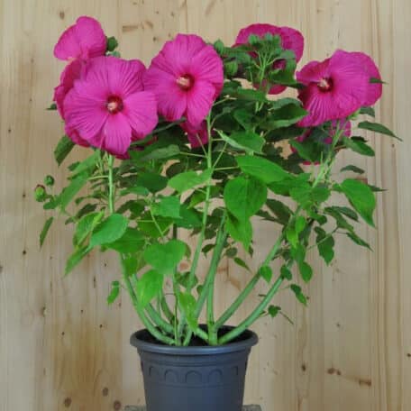 Staudenhibiskus
