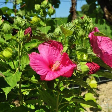 Staudenhibiskus