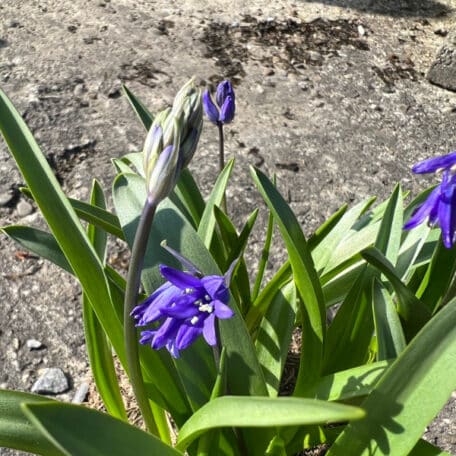 Renoncule atlantique - Hyacintoides - 3 pièces