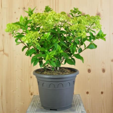 Zwerg-Rispenhortensie - Hydrangea paniculata