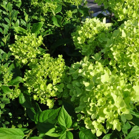 Zwerg-Rispenhortensie - Hydrangea paniculata