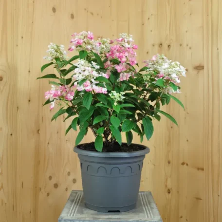 Zwerg-Rispenhortensie - Hydrangea paniculata