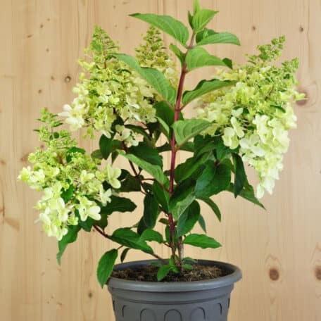Rispenhortensie - Hydrangea paniculata