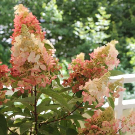 Rispenhortensie - Hydrangea paniculata