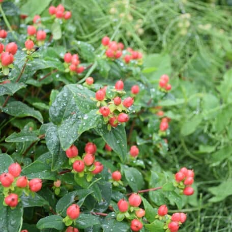 Johanniskraut - Hypericum calycinum