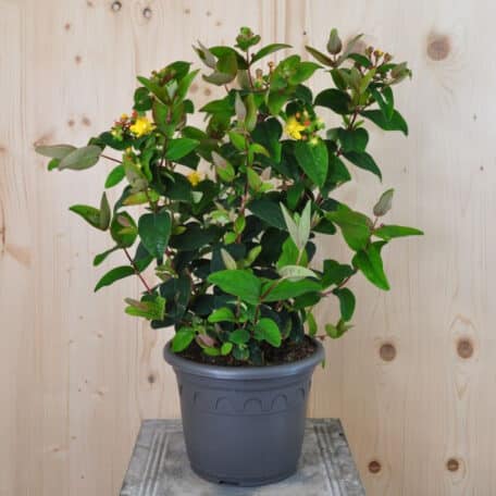 Johanniskraut - Hypericum calycinum