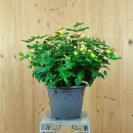 Millepertuis - Hypericum calycinum