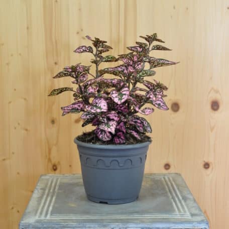 Hüllenklaue - Hypoestes phyllostachya - 3 Stück