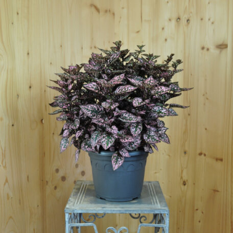 Griffe d'enveloppe - Hypoestes phyllostachya