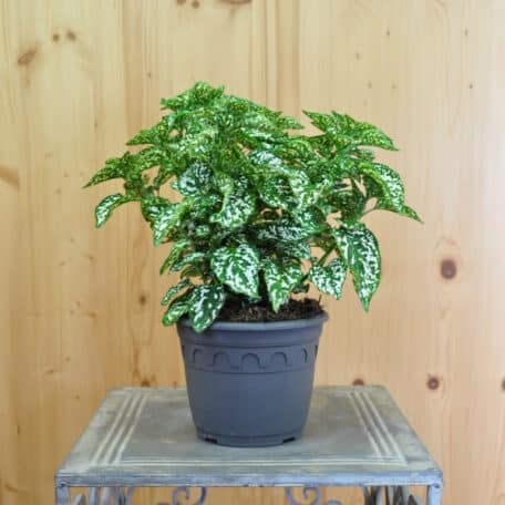 Trend-Blattschmuckpflanze - Die Punktblume - Hypoestes phyllostachya Hippo White 3 Stück
