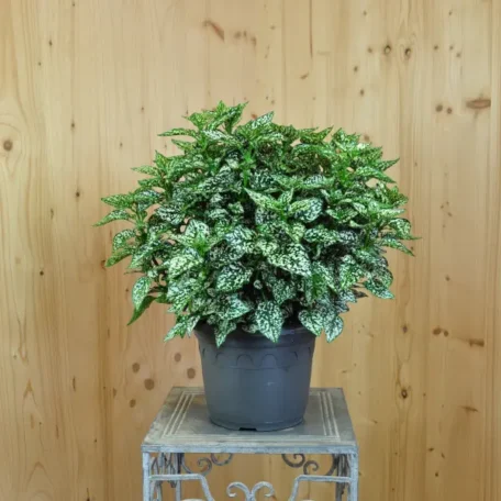 Griffe d'enveloppe - Hypoestes phyllostachya