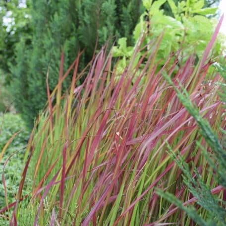 Japanisches Blutgras - Imperata cylindrica