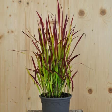 Herbe sanglante du Japon - Imperata cylindrica - 2 pièces