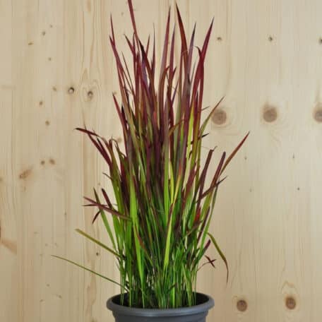 Japanisches Blutgras - Imperata cylindrica
