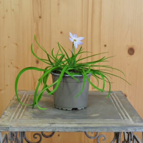 Frühlingsstern - Ipheion uniflorum - 6 Stück