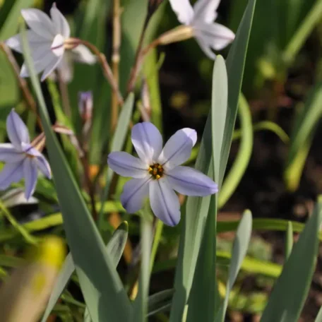 Étoile du printemps - Ipheion uniflorum - 6 pièces