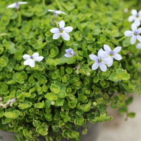 Faux lobelia australien - Isotoma fluviatilis - 3 pièces