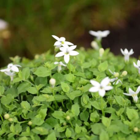 Faux lobelia australien - Isotoma fluviatilis - 3 pièces