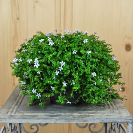 Faux lobelia australien - Isotoma fluviatilis - 3 pièces