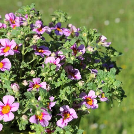 Jamesbrittenia - Jamesbrittenia x breviflora - 3 Stück