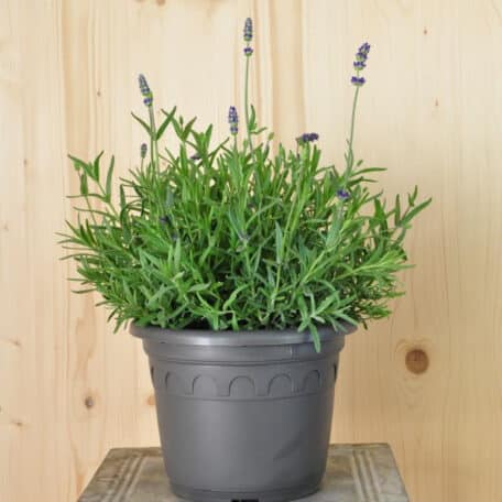 Lavendel - Lavandula angustifolia