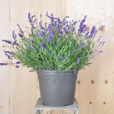 Lavendel - Lavandula