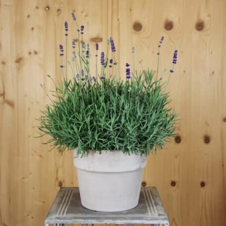 Lavendel - Lavandula im Übertopf