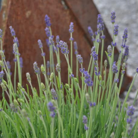 Lavendel - Lavandula angustifolia
