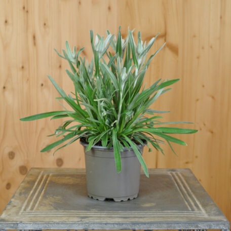 Edelweiss - Leontopodium alpinum - 4 Stück