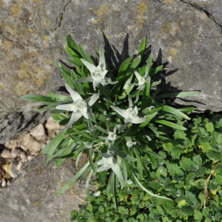 Edelweiss - Leontopodium alpinum - 4 Stück