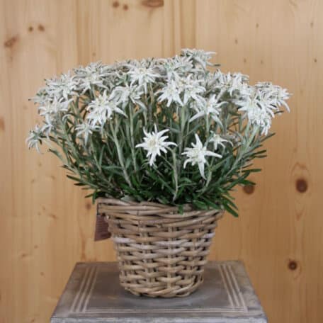 Edelweiss - Leontopodium alpinum im Korb 5