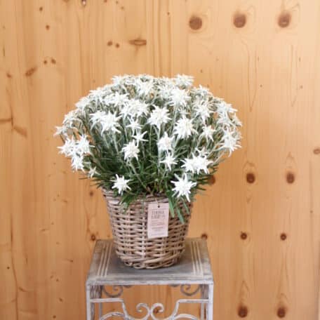 Edelweiss - Leontopodium alpinum im Korb 6