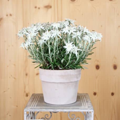 Edelweiss - Leontopodium alpinum im Übertopf 9