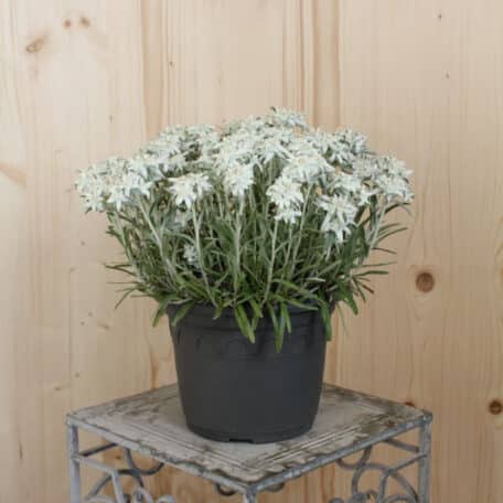 Edelweiss - Leontopodium alpinum