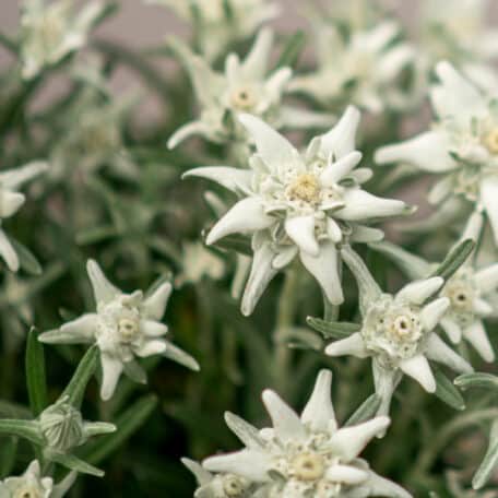 Edelweiss - Leontopodium alpinum - 2 pièces