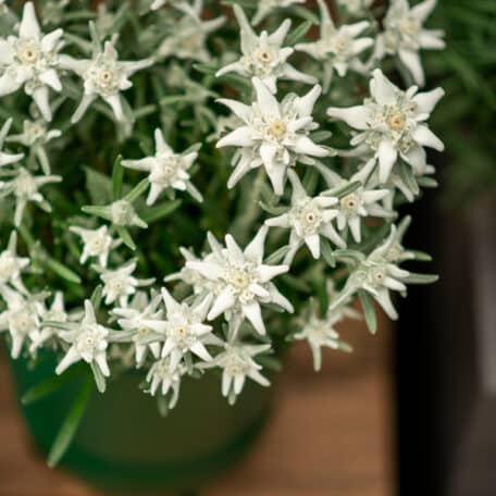 Edelweiss - Leontopodium alpinum