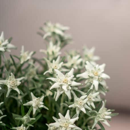 Edelweiss - Leontopodium alpinum im Korb 6